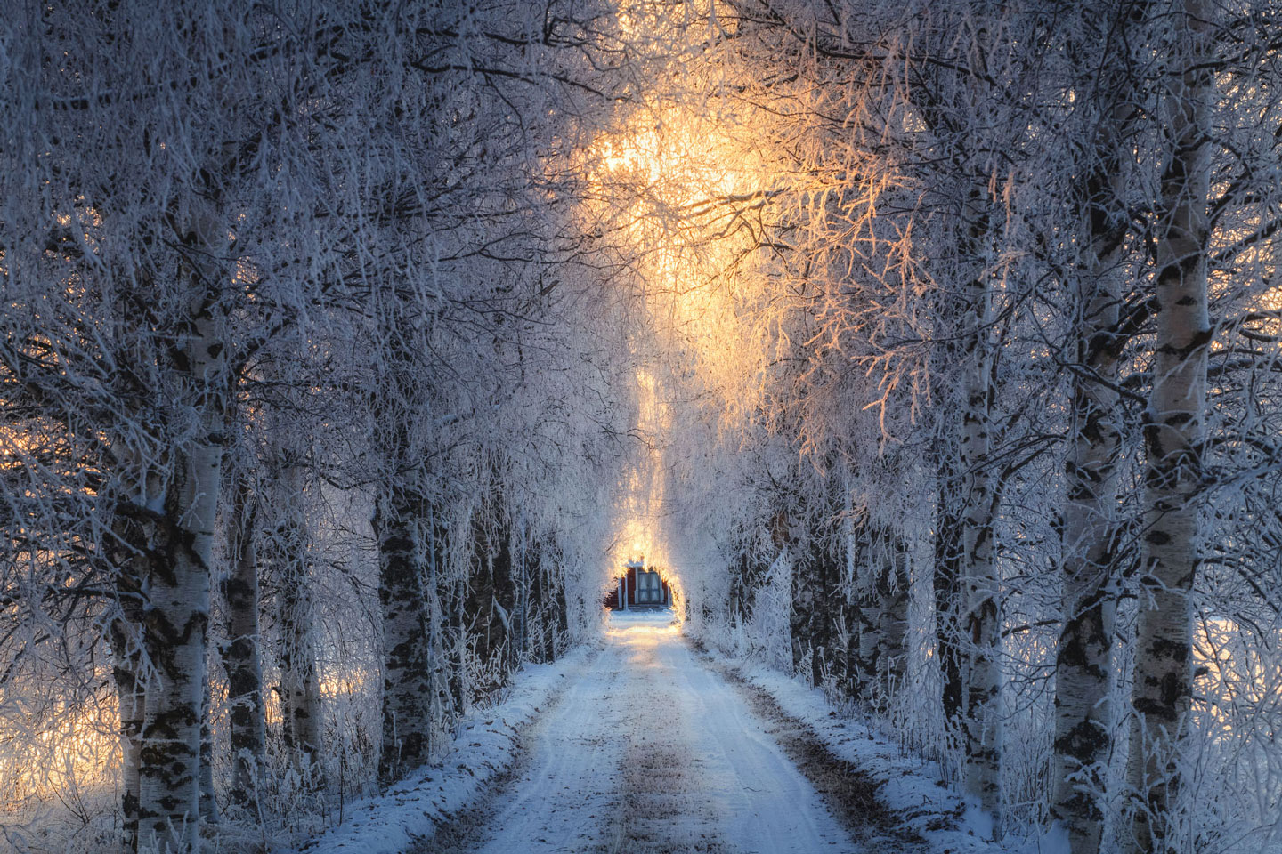 birkenallee-raureif-winter-schweden-1911041346