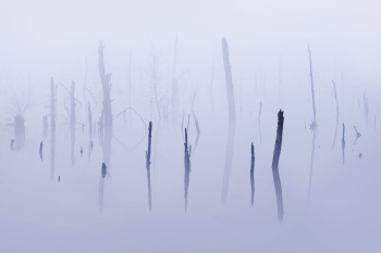 abgestorbene-baeume-moor-1504050632