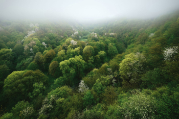 ahrtal-landschaft-wald-fruehling-1605020806