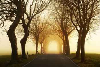 allee-alleenstrasse-ruegen-1703281844