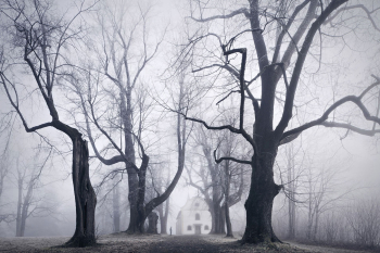 allee-baeume-maerchen-nebel-1211171021