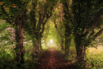 allee-bayern-herbst-2109040715