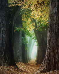 allee-linden-alte-baeume-herbst-1710160840