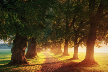 allee-linden-sonnenaufgang-1809170728