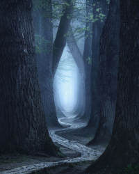 allee-nebel-geheimnisvoll-1804170534