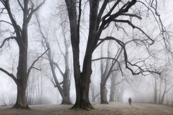 allee-person-mensch-nebel-mann-baeume-1211170932