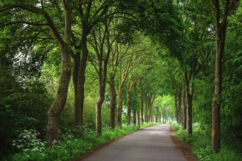 allee-strasse-eifel-2106040739