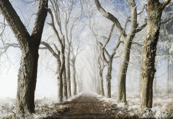 allee-weg-winter-nebel-1612301427