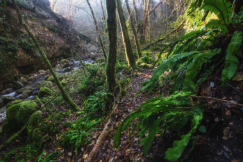 alpen-bach-gruen-schlucht-2111201353