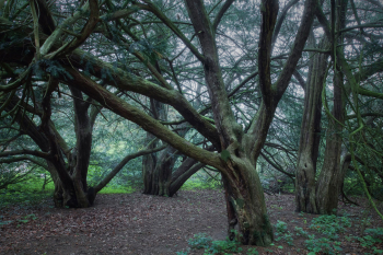 alte-eiben-wald-1905192029