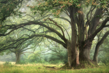 alte-eiche-alter-baum-2108250650
