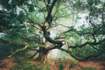 alte-eiche-baum-1908300634