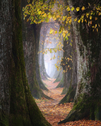 alte-linden-alle-herbst-2111121127