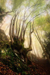 alter-baum-buche-bergwald-alpen-2210201014