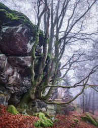 alter-baum-rotbuche-felsen-2011251633