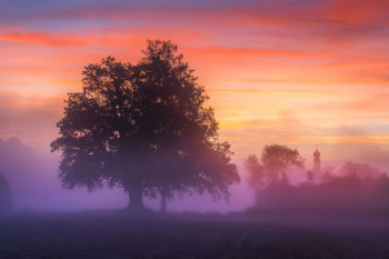 alter-baum-sonnenaufgang-nebel-2209130523