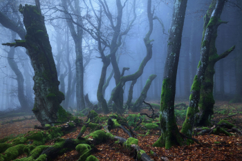 alter-wald-buchen-deutschland-2010310940