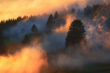 bäume-sonnenuntergang-schwarzwald-1811161734