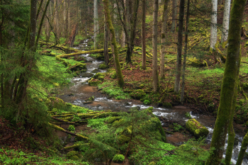 bach-fruehling-bayern-gruen-oberpfalz-2105021201