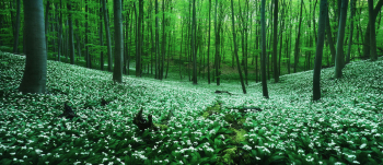 baerlauch-wald-bluete-deutschland-1504300756