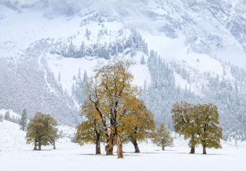 baeume-im-schnee-karwendel-2110131012