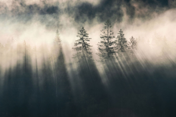 baeume-lichtstrahlen-nebel-1910060746