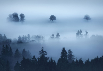 baeume-nebel-allgaeu-1510200838