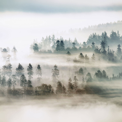 baeume-nebel-herbst-1710170826