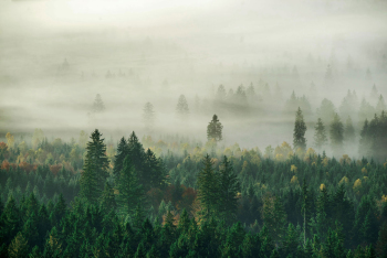 baeume-nebel-herbst-1710180807