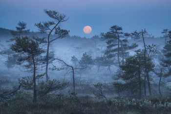 baeume-nebel-mond-1906170359