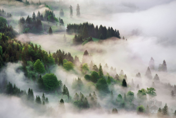 baeume-nebel-von-oben-wald-1805130416