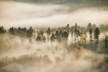 baeume-nebel-wald-1810040837