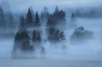 baeume-nebel-wald-fichten-1906260408
