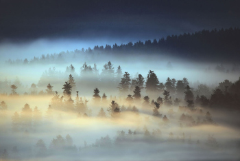 baeume-nebel-wald-herbst-1710170744