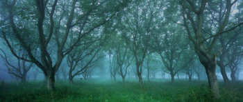 baeume-panorama-nebel-1307250522
