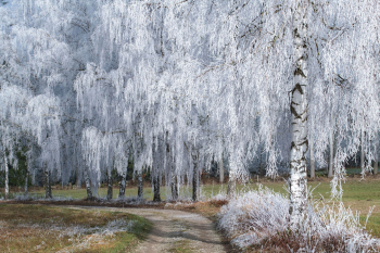 baeume-raureif-birken-winter-2011281056