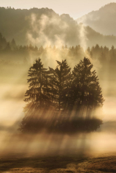 baeume-sonnenaufgang-nebel-2109060607