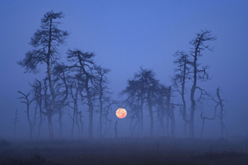 baeume-wald-mond-nebel-1909140542