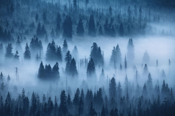 baeume-wald-nebel-blaue-stunde-1807070508