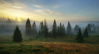 baeume-wald-sonnenaufgang-nebel-1609120641