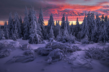 baeume-wald-winter-dezember-2112080729
