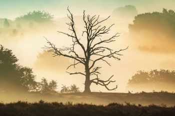 baum-abgestorben-landschaft-2008190608