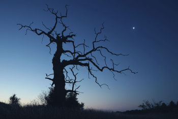baum-abgestorben-nacht-mond-1507040352