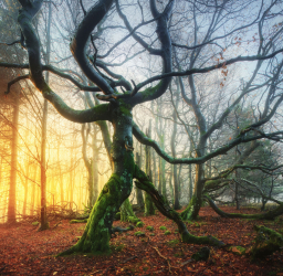 baum-ent-wald-2010310717