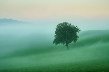 baum-feld-landschaft-2008070505