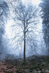 baum-felsen-felsenmeer-odenwald-1812281002