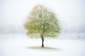 baum-foto-abstrakt-2110131033