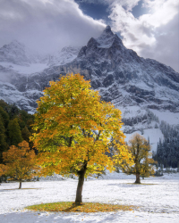 baum-herbst-ahorn-ahornboden-karwendel-2110131352