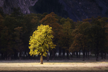 baum-herbst-herbstkleid-bergahorn-2209210913