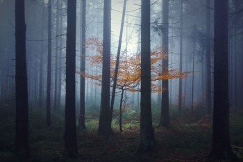 baum-herbstfaerbung-buche-wald-1411101712